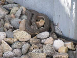 Snake on the backyard