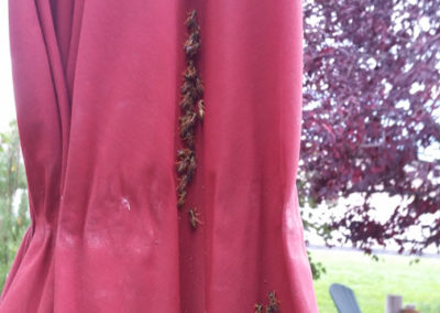 Wasps on curtain