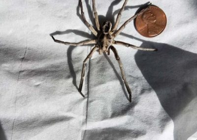 Big Spider Penny for size