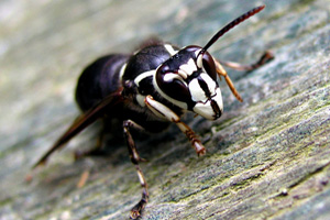 Baldfaced hornet