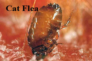 Cat flea