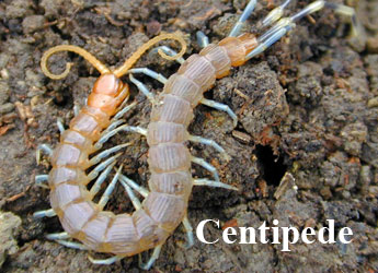 Centipede