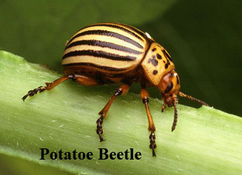 Potato beetle