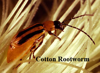 Corn rootworm