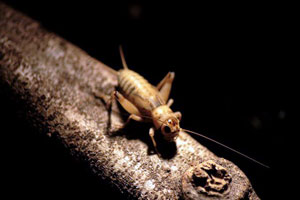 Cricket