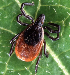 Ticks