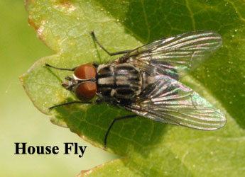 House Fly