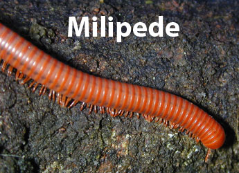 Millipedes