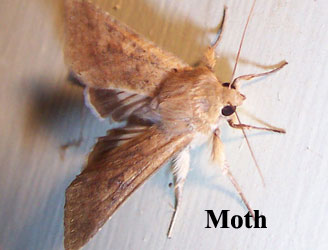 Moth