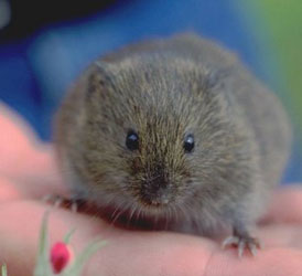 Vole