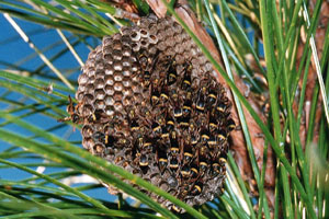 Paper wasp nest