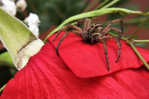 Wolf Spider