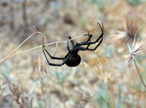 Western Black Widow