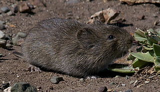 Vole