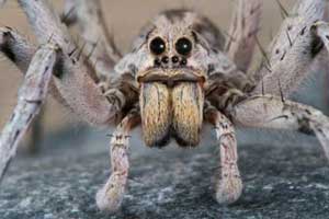 Wolf Spiders