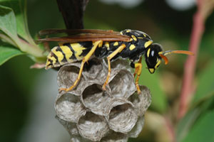 Yellow jacket