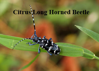 Citrus Long Horned Beetle