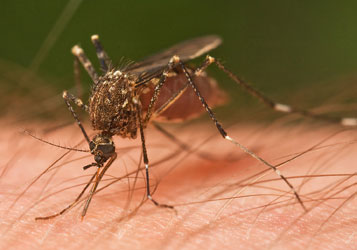 West Nile Virus